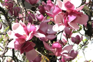 ¿Qué árbol poner en mi jardín? El magnolio, la pata de vaca o la rosa china son opciones excelentes